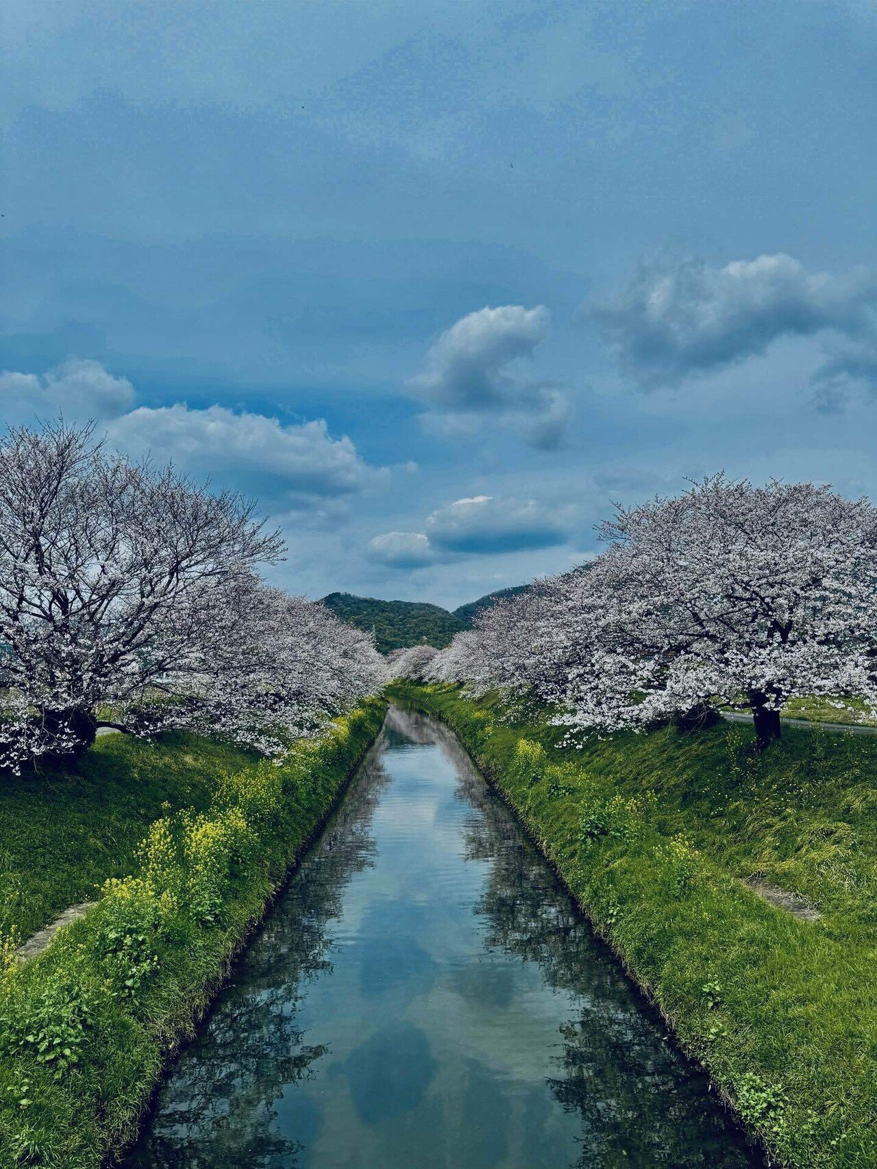 桜を愛で 菊花石と語る｜浮世雲 ukiyogumo 詩仙人