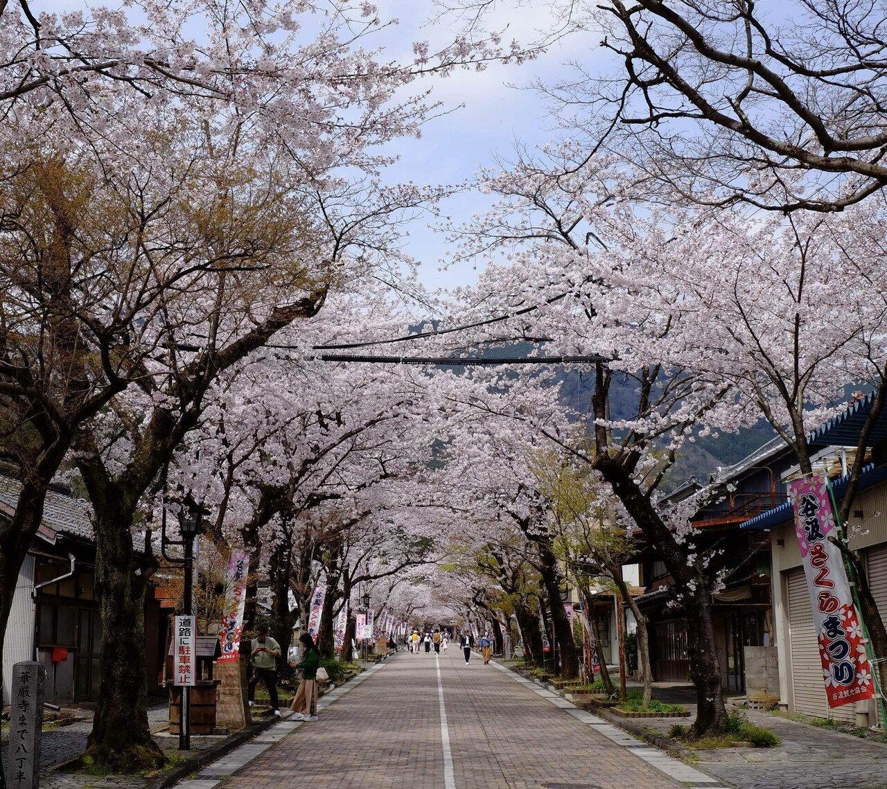 桜を愛で 菊花石と語る｜浮世雲 ukiyogumo 詩仙人