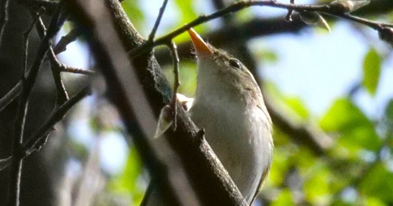 野鳥が好きです!#114「センダイムシクイ、エナガ、シジュウカラと桜」