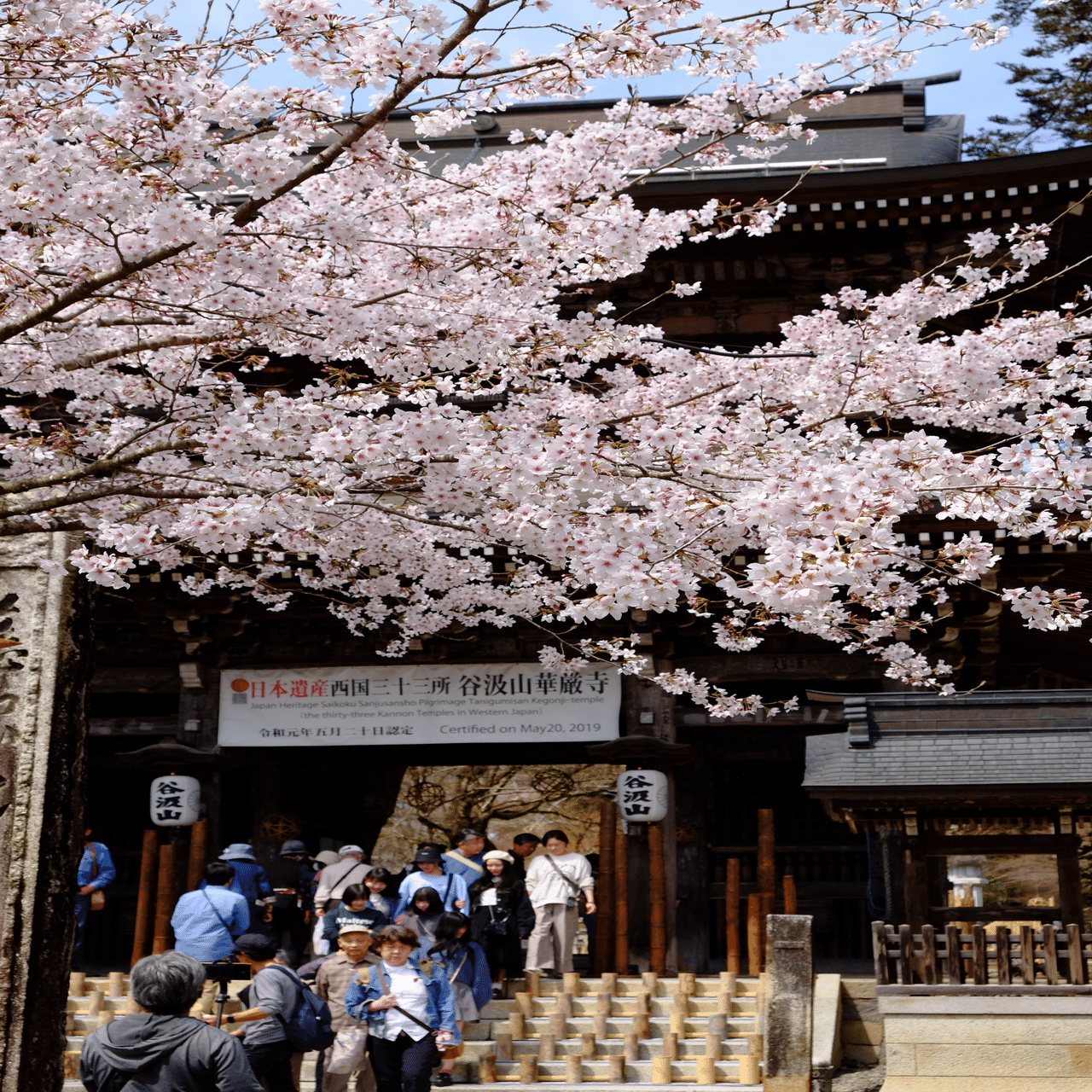 桜を愛で 菊花石と語る｜浮世雲 ukiyogumo 詩仙人