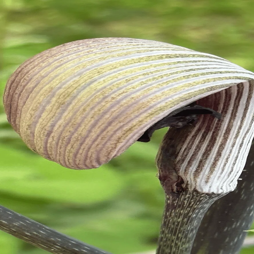 Arisaema sikokianum｜EGGSEED