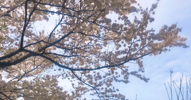 人が毎年桜が見たくなるのは、感謝が湧いてくるから