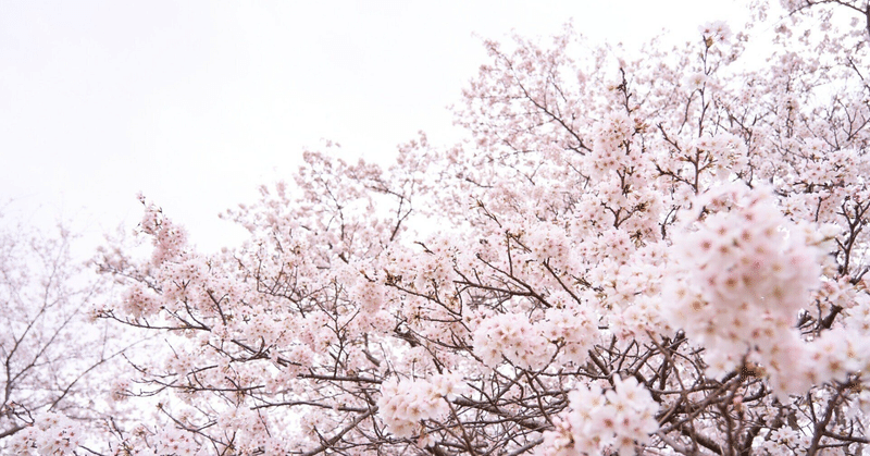 桜尽くしの休日。