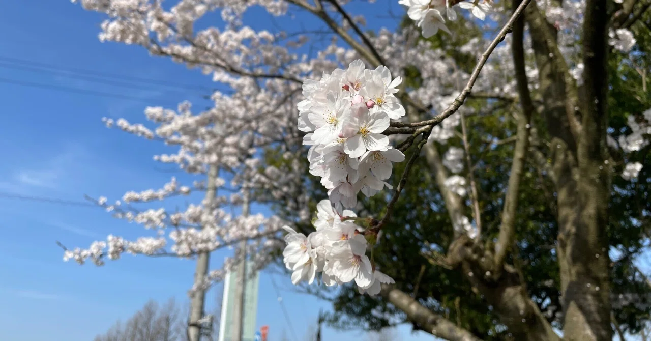 春になってた|サラダ放る
