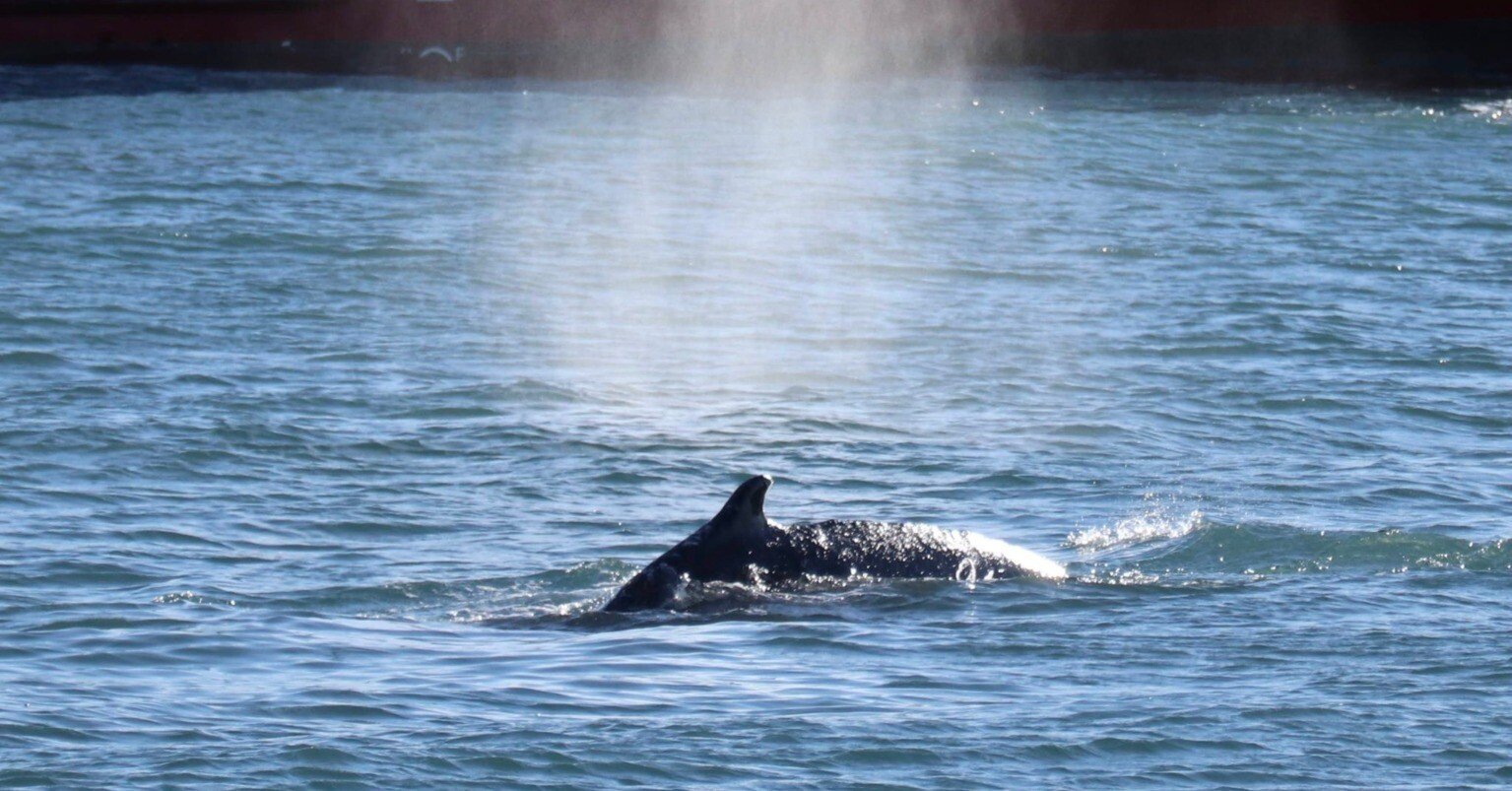 9eefbc3241ee9ff3c66e8d13c0d10f