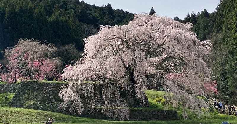 奈良県の桜めぐりと大宇陀温泉 あきののゆ