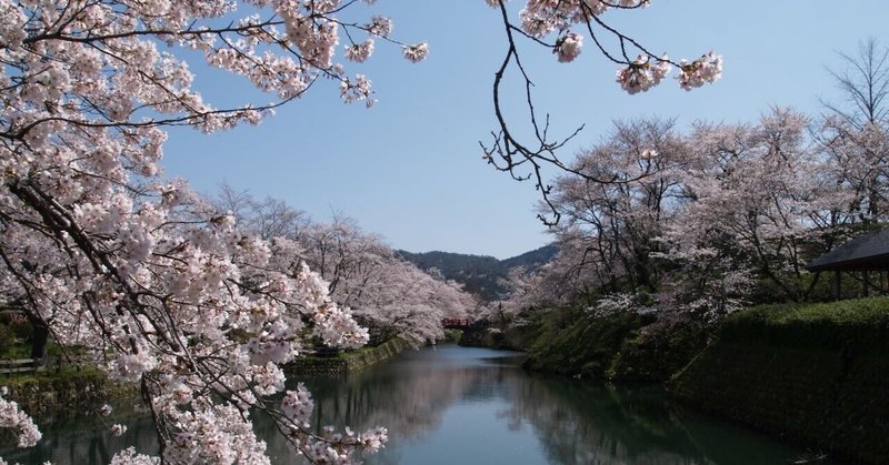 鳥取市鹿野町「桜祭り」