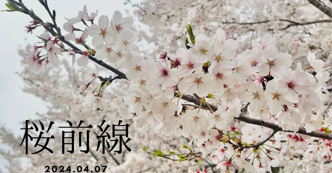 2024.04.07 桜最前線|YoShiKa