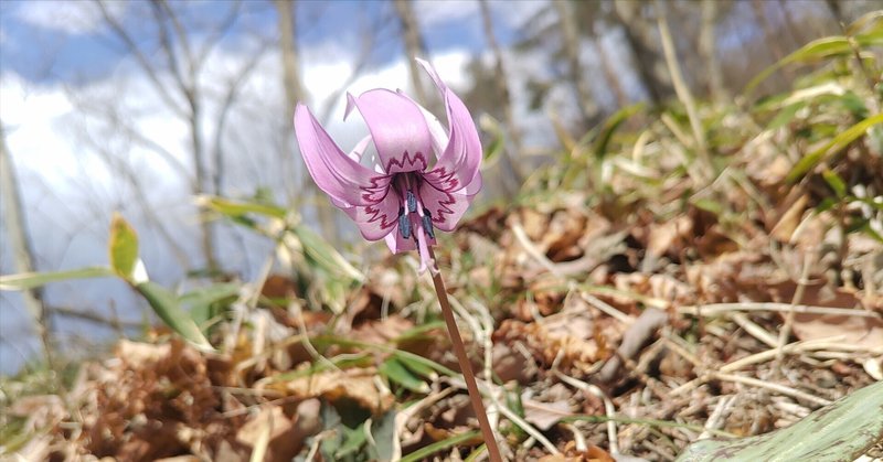 白河関の森「かたくりまつり」、白河市表郷「天狗の花まつり」