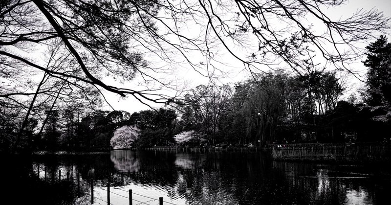 Cherry Blossom around Waseda 2024