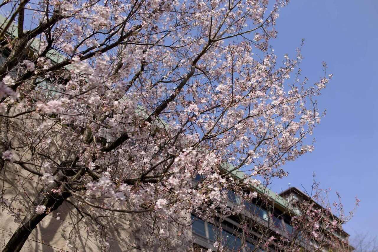椿山荘のお庭は春のお散歩にぴったり｜さざなみあやめ