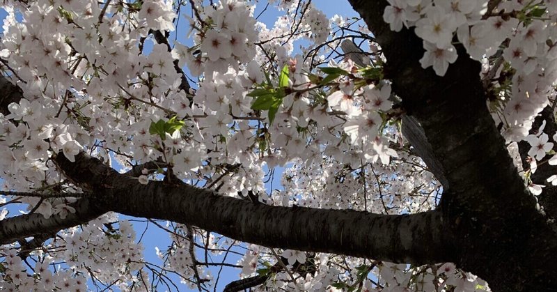 ４月の大江戸骨董市