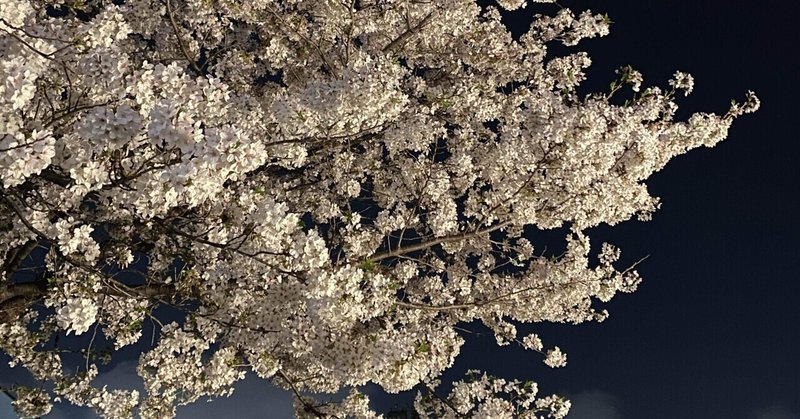 中目黒　桜を見ながら散歩