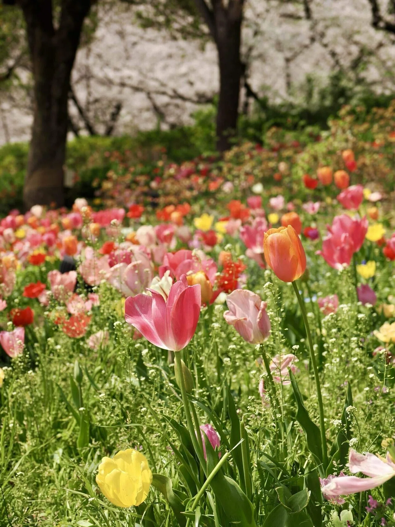 浮間公園の夜桜ライトアップ2024: 東京の隠れた春の宝石｜Bun bun