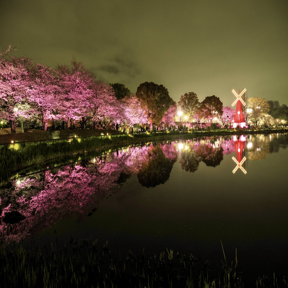 浮間公園の夜桜ライトアップ2024: 東京の隠れた春の宝石｜Bun bun