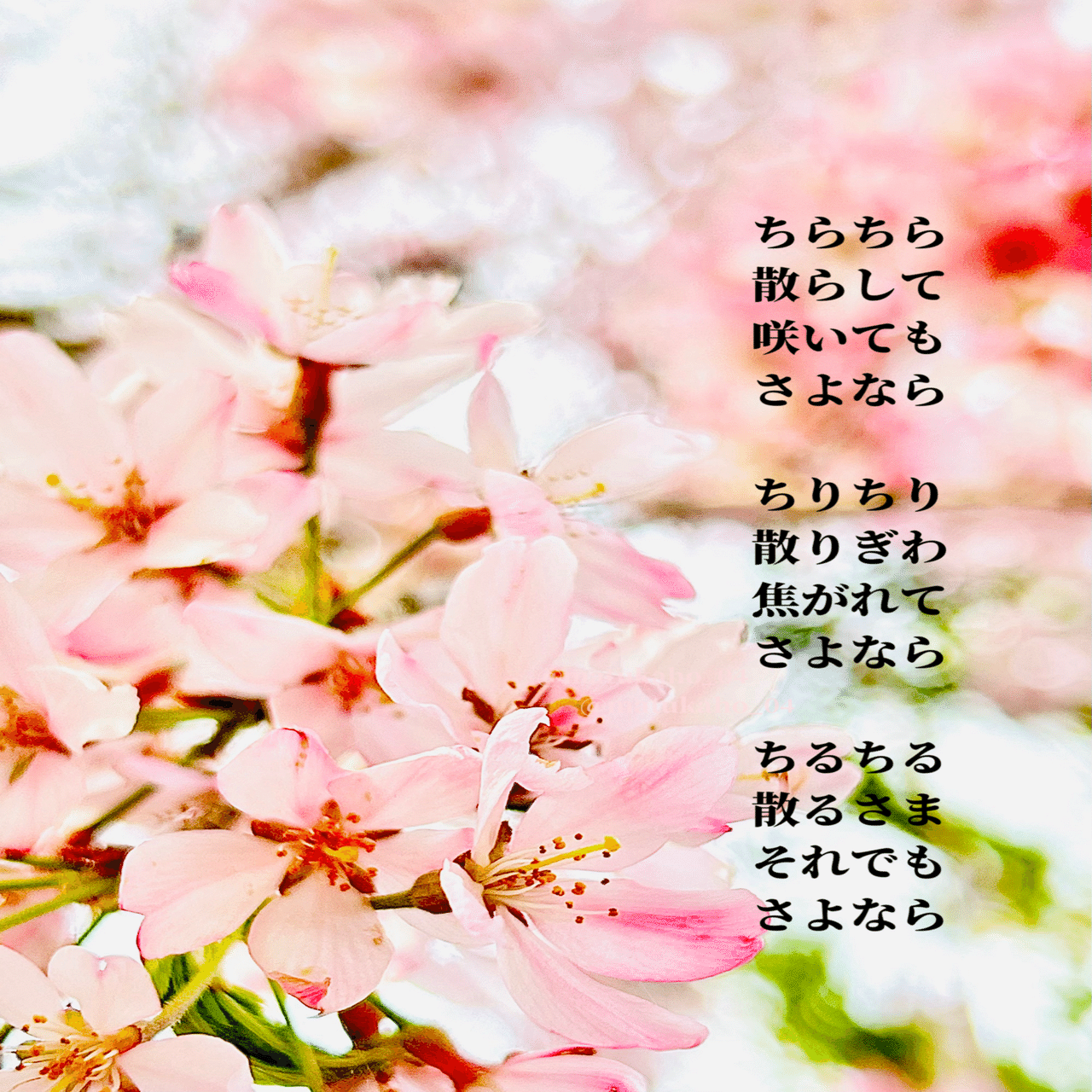 2024.4.8 物語のある写真詩を 「桜の精霊は風となりて」｜まつかほ