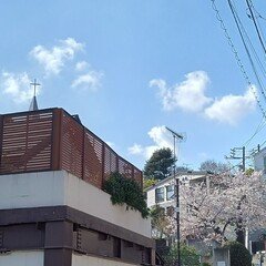 本門寺花祭・馬込文士村大桜祭