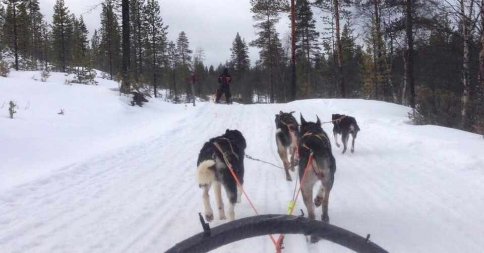 フィンランド旅行記 3 北極圏で犬ぞり サーリセルカ滞在 Niya Note