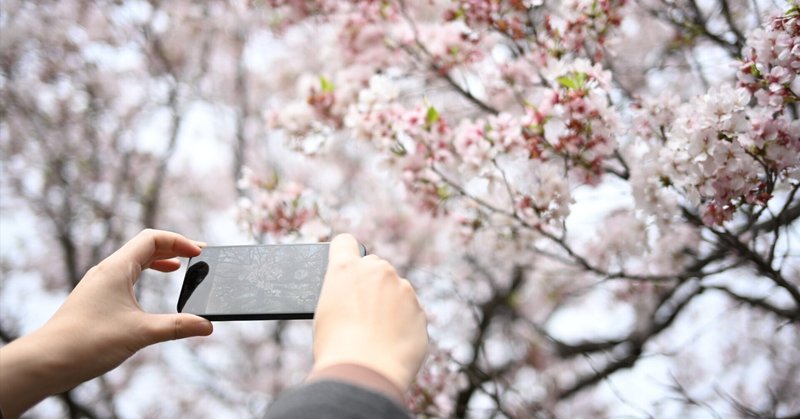 芦花公園 桜スナップ