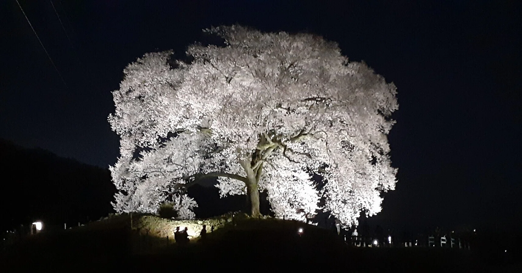 わに塚の桜】韮崎の一本桜、ライトアップを見に行く(2024.4.4)｜あずさ