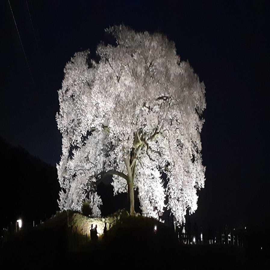 わに塚の桜】ライトアップ、韮崎の一本桜(2024.4.4)｜あずさ＠訪問記
