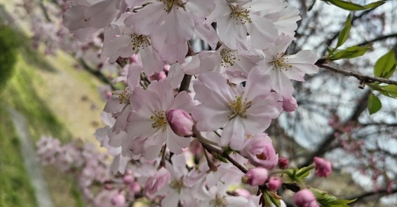 御朱印2024@桜in静岡県富士市