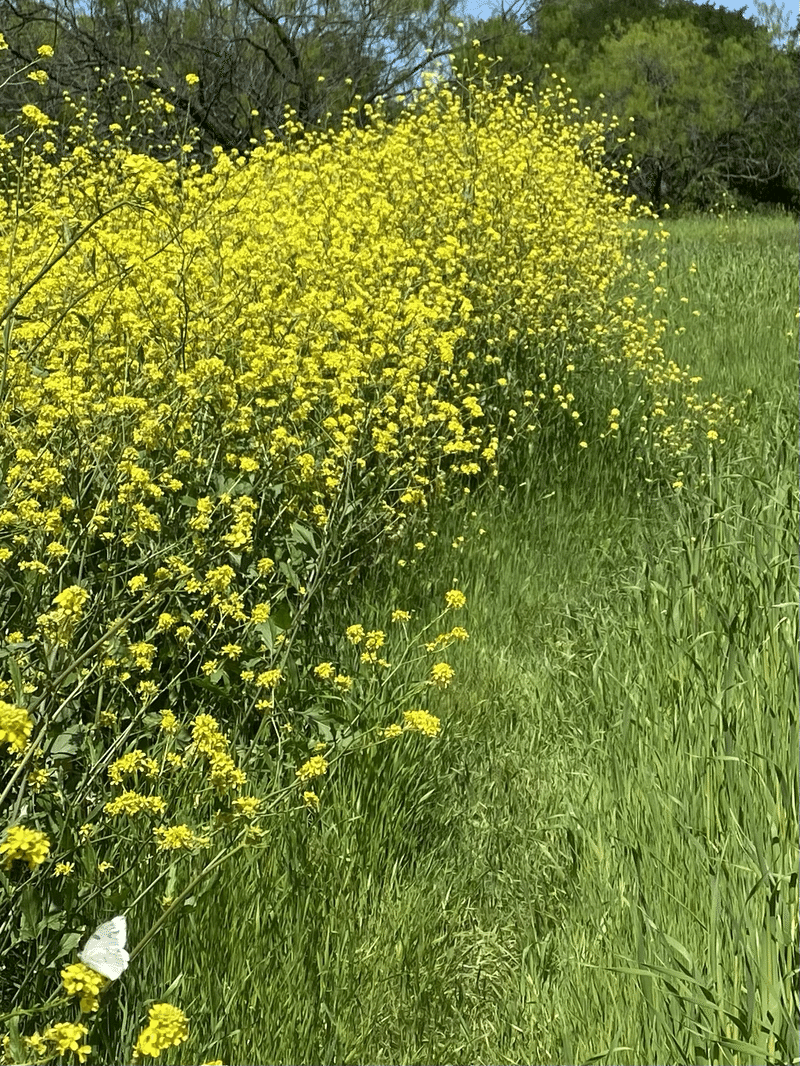 菜の花と白いちょうちょの写真