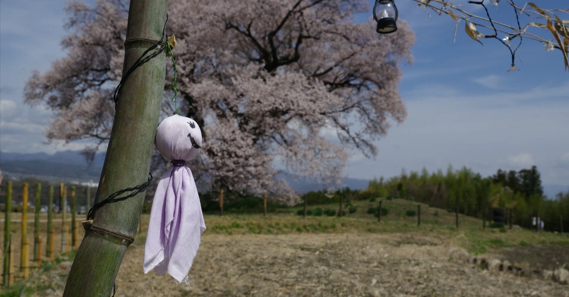 わに塚の桜を撮りに行った話｜VINCENT2GB