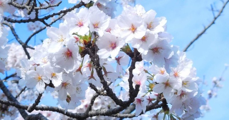 桜を愛でながら日本人気質を思う