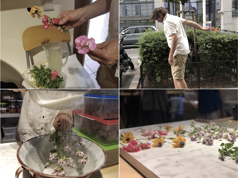道端の花は宝石 お花の砂糖漬けが目開かせてくれたこと 岡根谷実里 世界の台所探検家 Note 道端の花は宝石 お花の砂糖漬けが目開かせてくれたこと 岡根谷実里 世界の台所探検家 Note