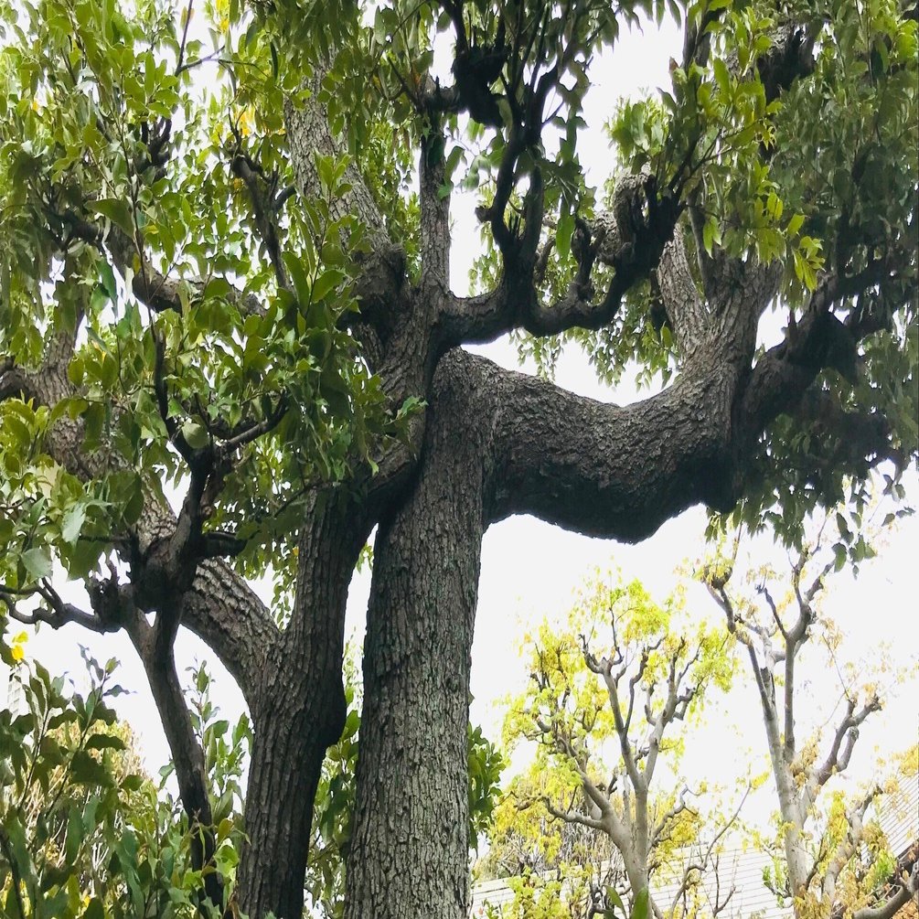 1本のスタジイの木と〈ひと月の記録〉｜ぐり と グリーンウッドワーク