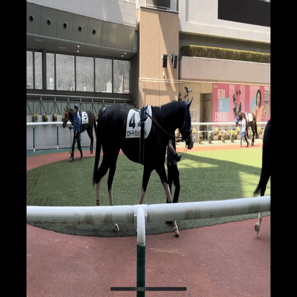 競馬なんて、事前情報なしにパドックだけ見て買うくらいが一番楽しい