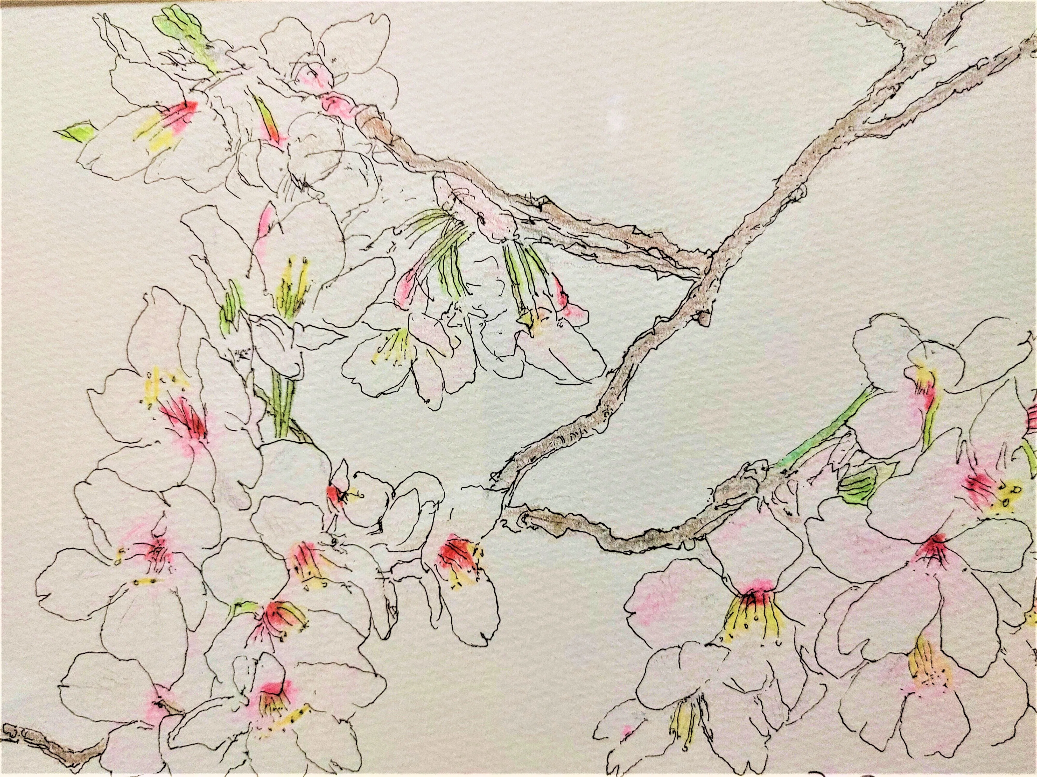 桜の君|つる