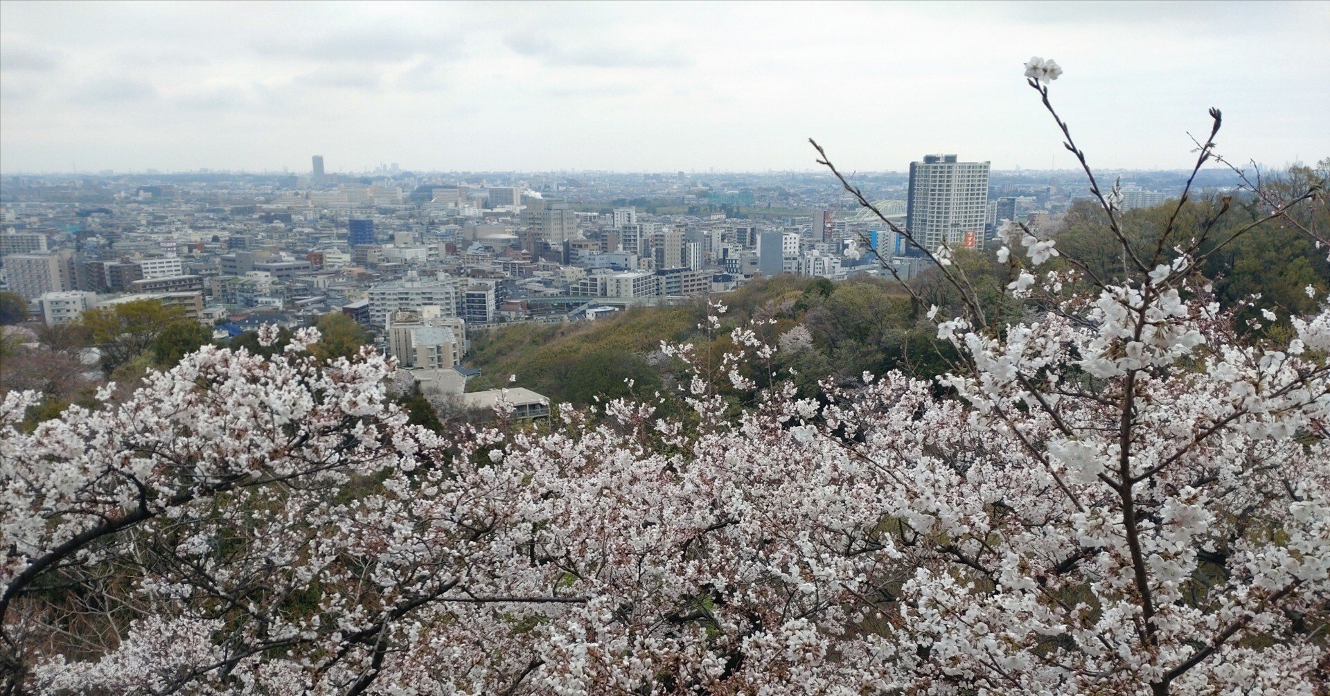 桜②様　ご確認用ページ 桜②様 ご確認用ページ 桜②様 ご確認用ページ さくら オーダー確認用