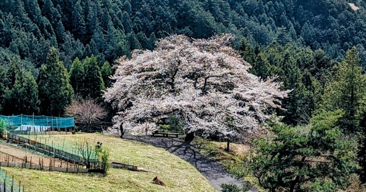 奥武蔵「八徳の一本桜 2024」【四季折々の花、草木】〈名所編 その45