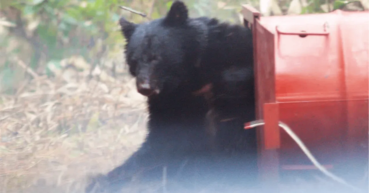 データの蓄積から見えて来たツキノワグマの正しい姿 〜 本州 