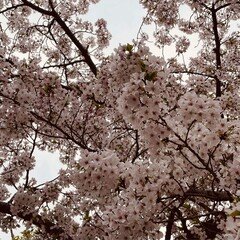 桜の和歌4選