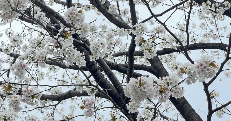 2024年の桜写真【昼の部】
