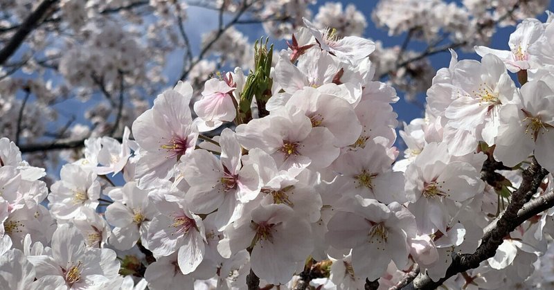 サクラサク！ナガシマリゾート「なばなの里」にて、花見満喫