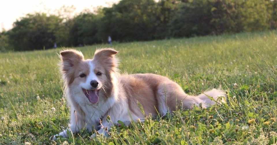 犬の夏バテの乗り切り方 Weave Note