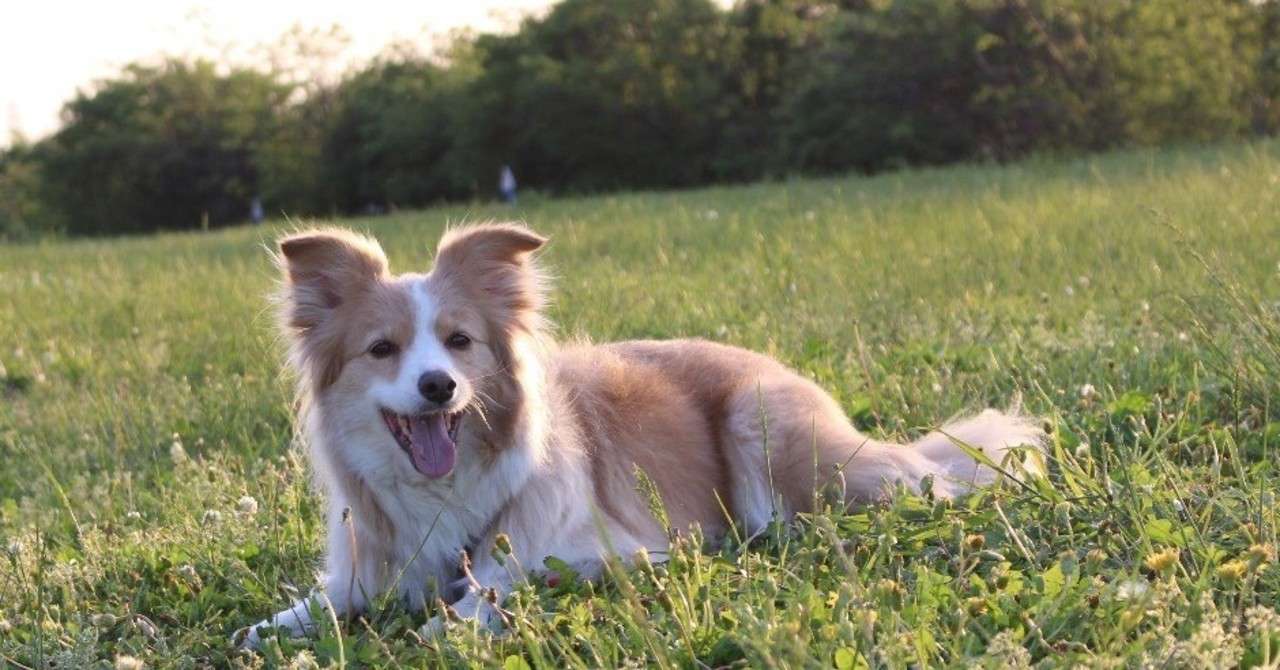 犬の夏バテの乗り切り方 Weave Note