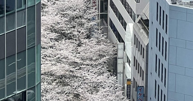 渋谷の桜🌸