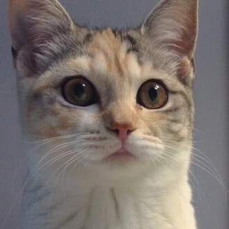 三毛猫りょうま