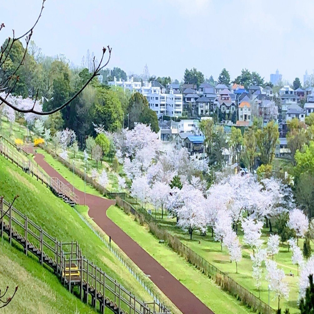 満開の多摩湖の桜🌸を楽しむ｜多摩湖77