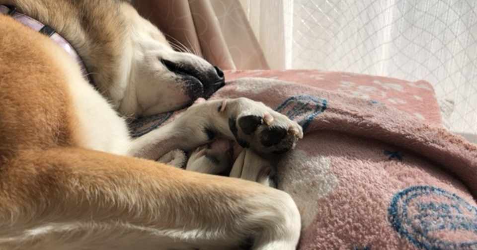 眠ること以外のなにかをする犬 あおやぎわかこ Note