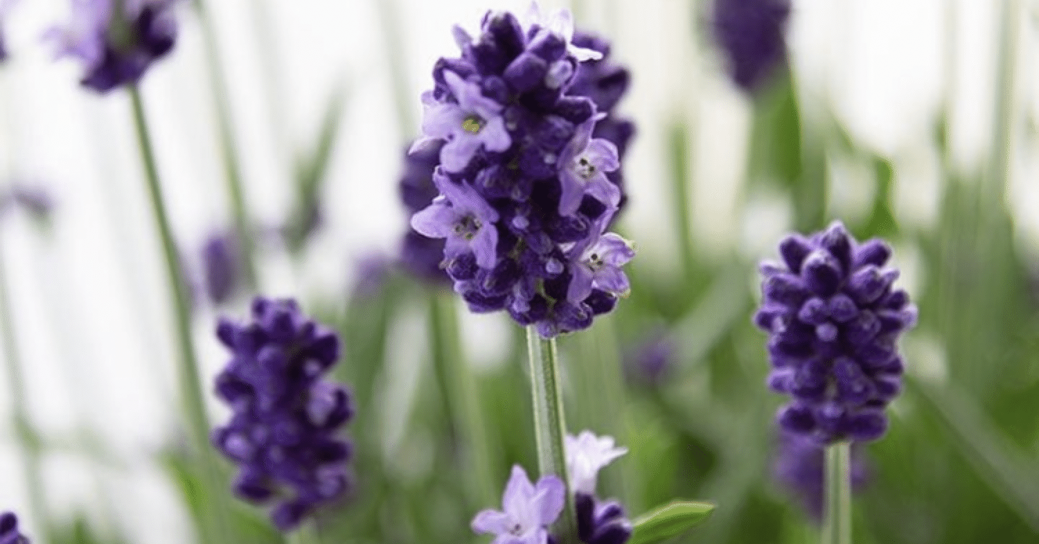 母の日にはお花を贈ろう！【ラベンダー】｜D.STYLE