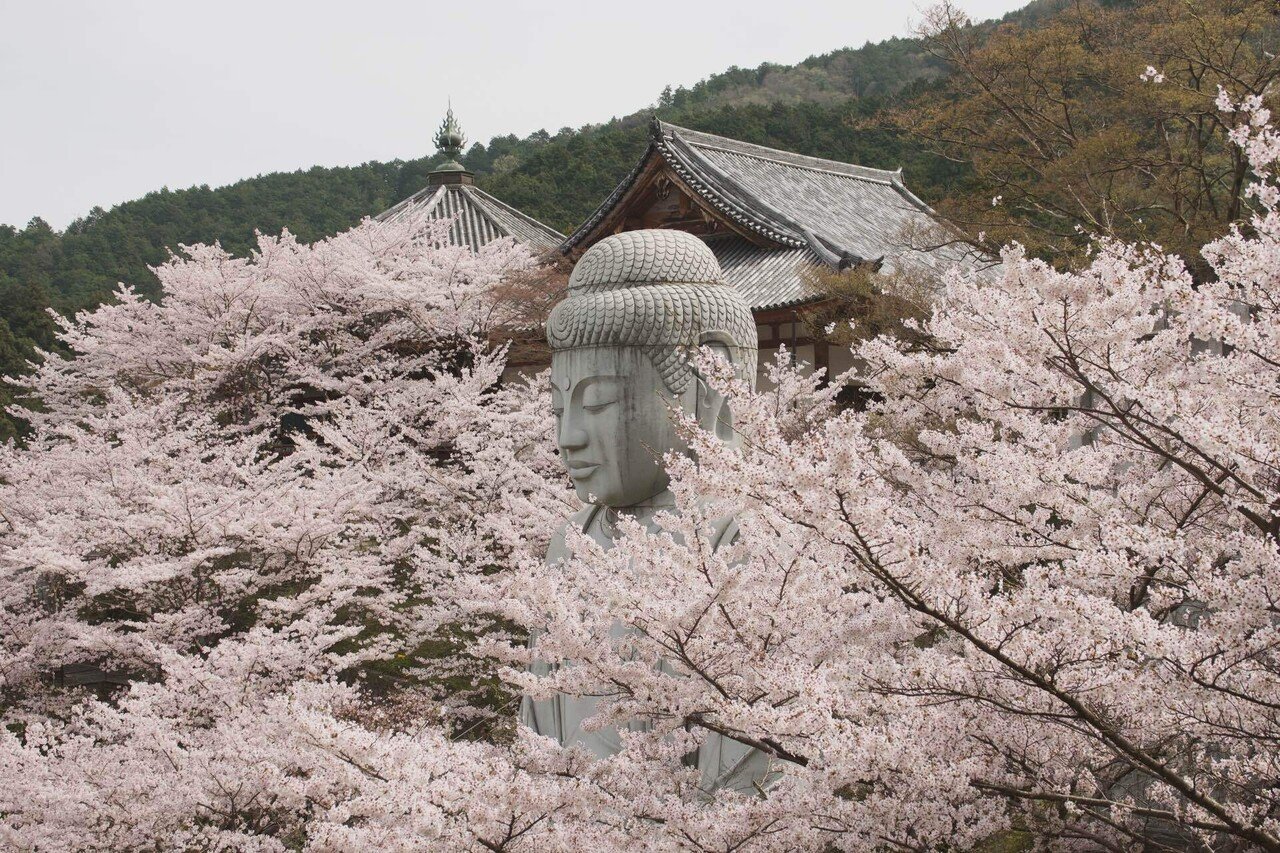 壺阪寺に桜大仏を見に行ってきた｜さざなみあやめ