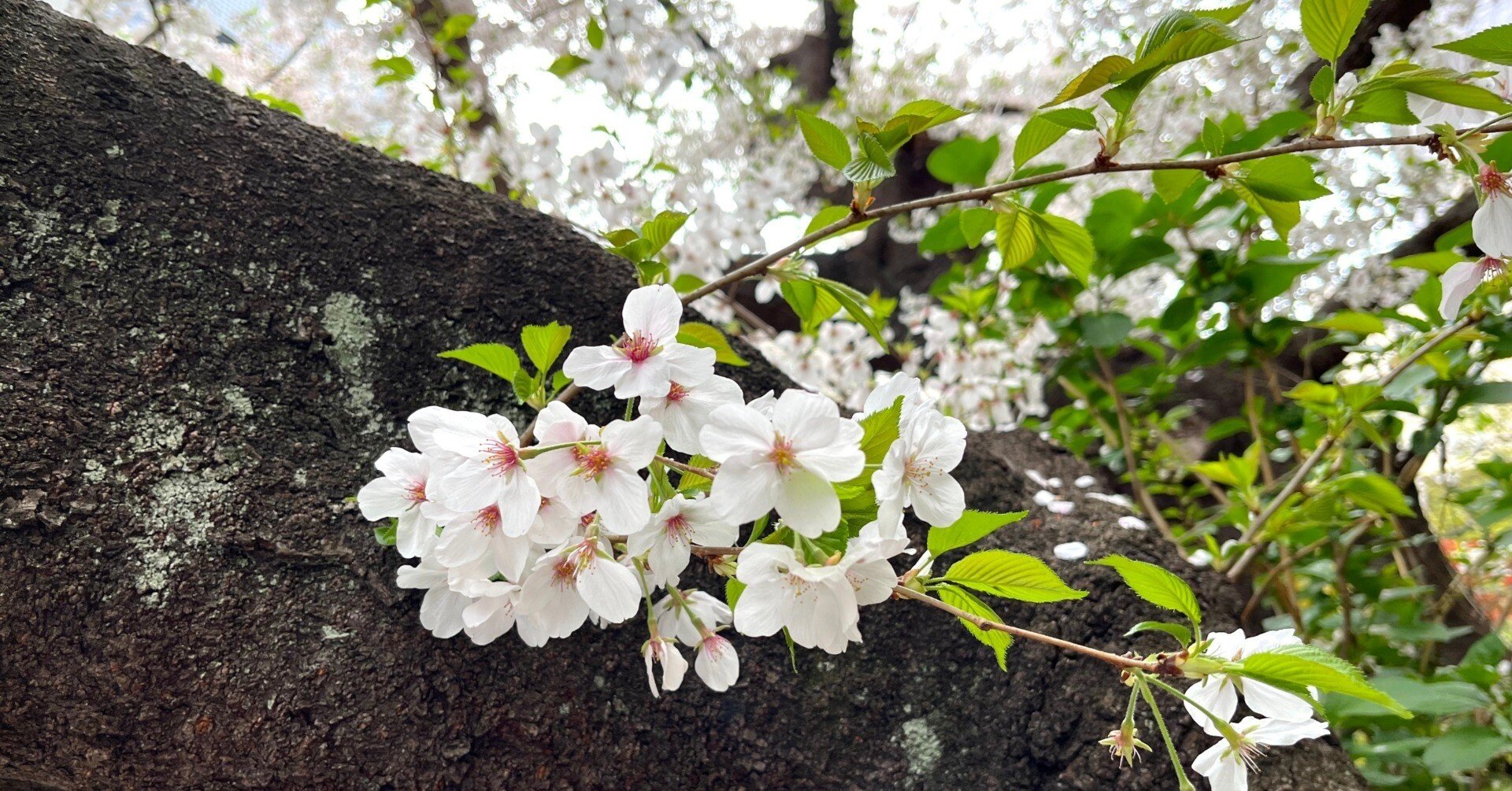 散る桜 残る桜も 散る桜」（良寛和尚）｜櫻田弘文 (ブランディング