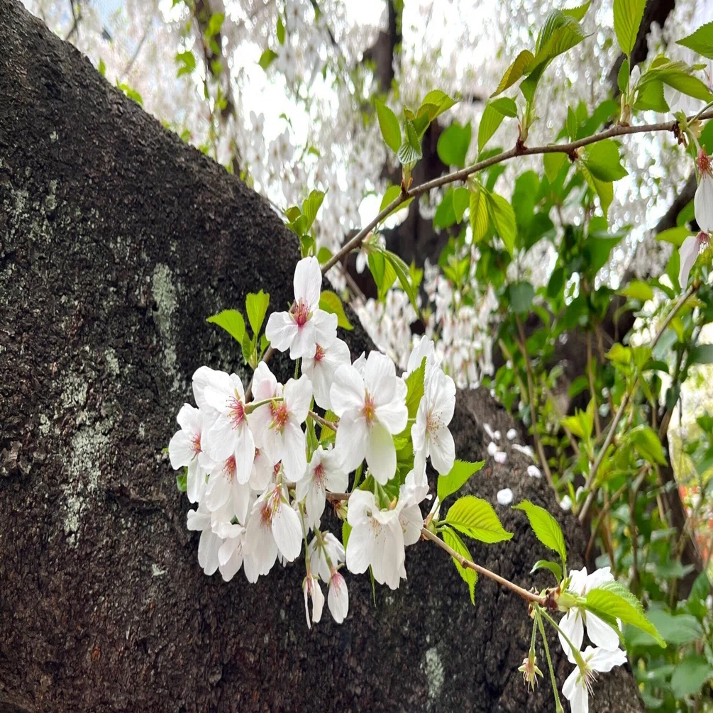 散る桜残る桜も散る桜 散る桜 残る桜も 散る桜 -