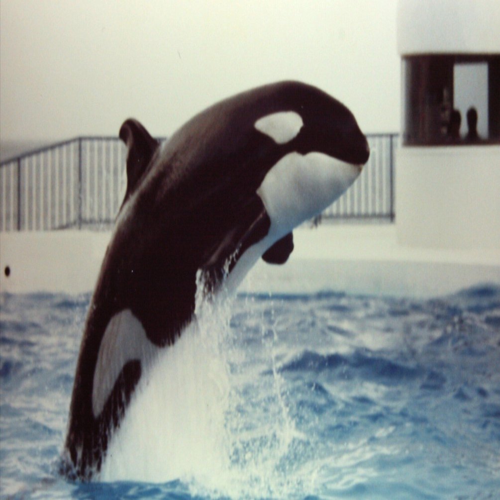 鴨川シーワールド - 1988年1月16日｜kzn